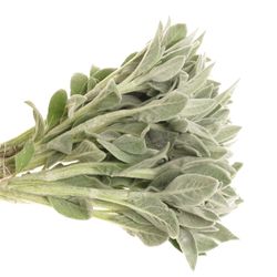 Stachys Silver  45cm