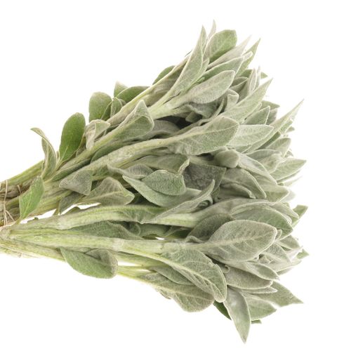 Stachys Silver  45cm