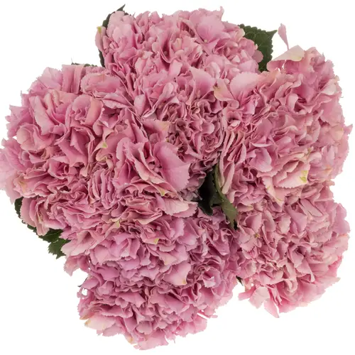 Hortensie rosa Juliette Pink Bol 21cm 60cm