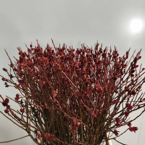 Salix braun Melanostachys 80cm