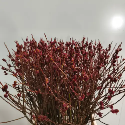 Salix braun Melanostachys 80cm