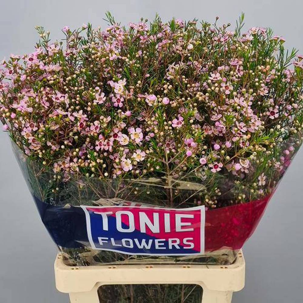 Wachsflower hell rosa Early Nir 70 Gramm 75cm