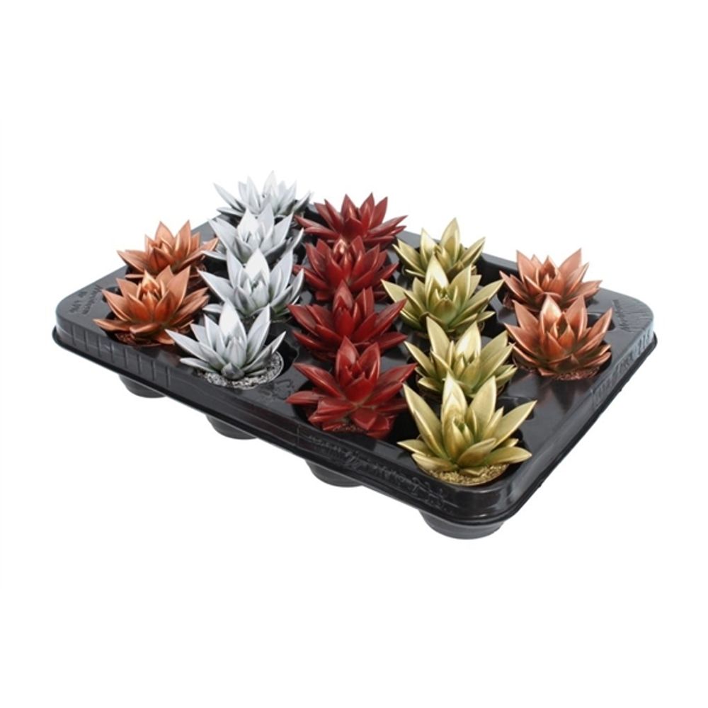 Echeveria Gefärbt Xmas mix T06 H008