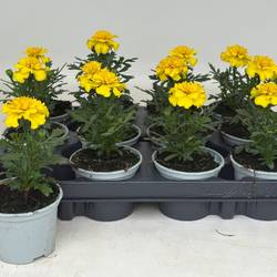 Tagetes gelb T09 H020