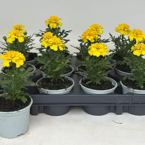 Tagetes gelb T09 H020