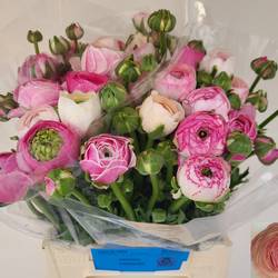 Ranunkel rosa/hell rosa Porcelein Ex 90 Gramm 44cm