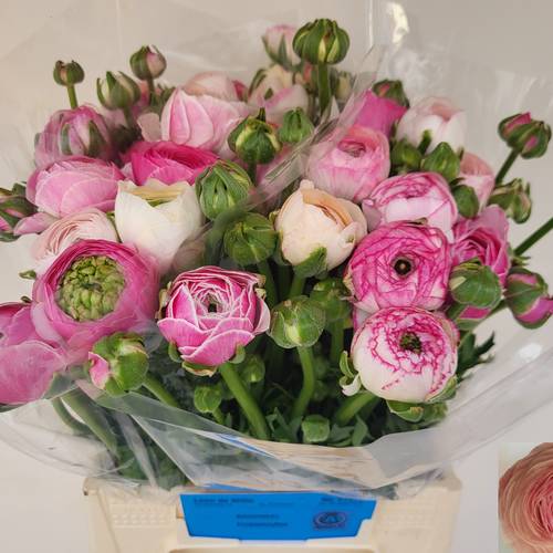 Ranunkel rosa/hell rosa Porcelein Ex 90 Gramm 44cm