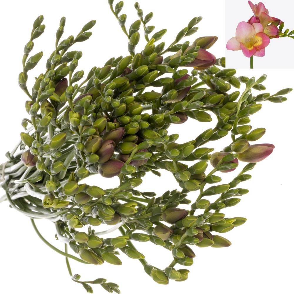 Freesie rosa Temptation 24 Gramm