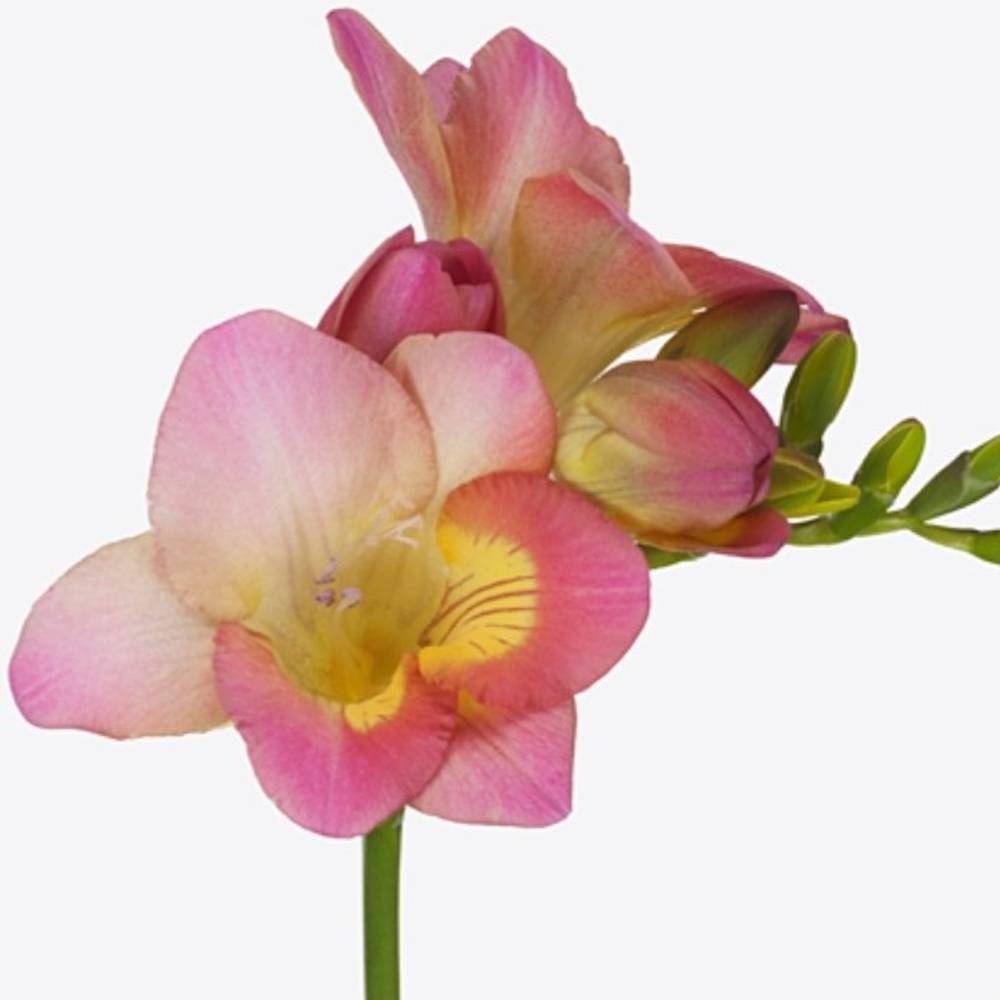 Freesie rosa Temptation 24 Gramm