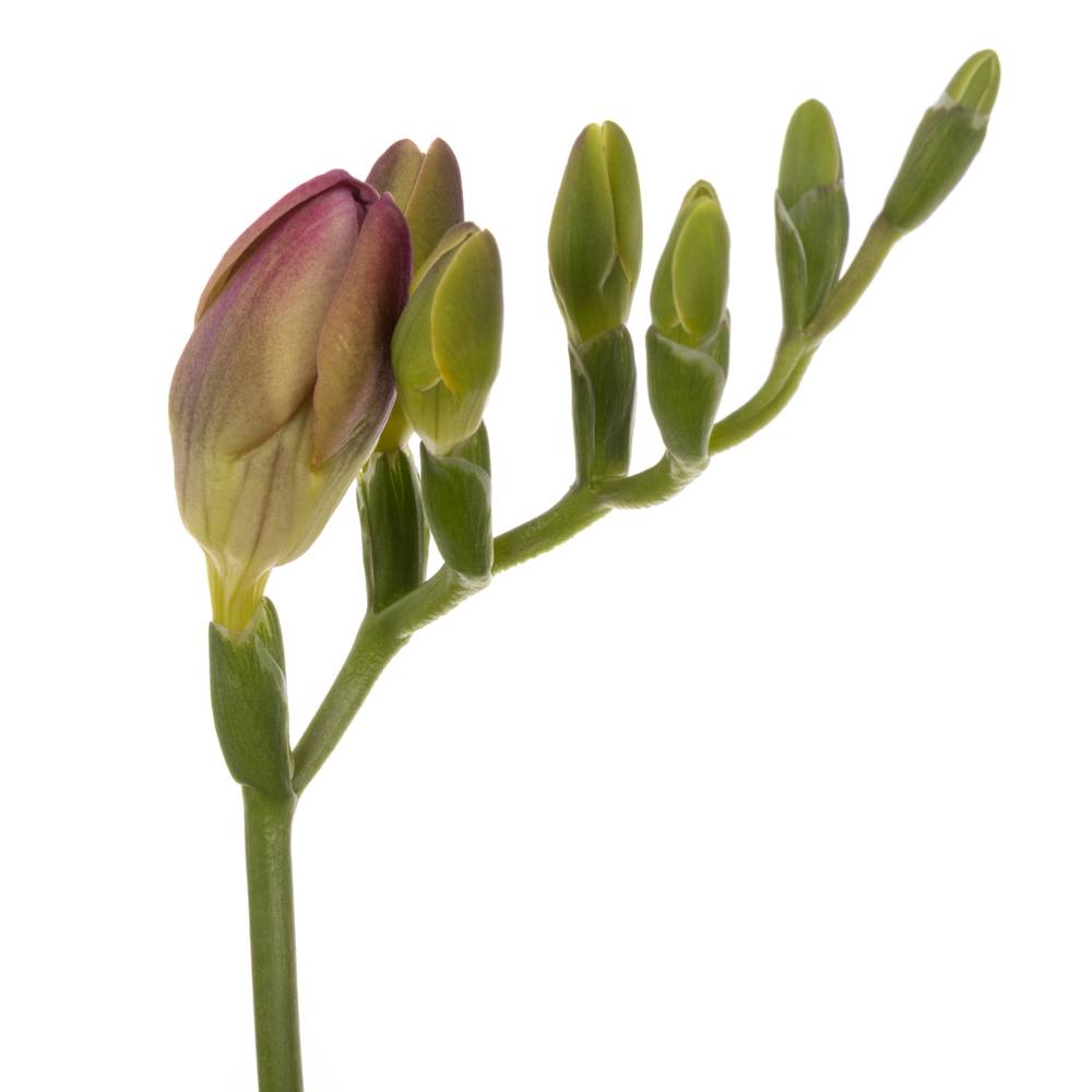 Freesie rosa Temptation 24 Gramm