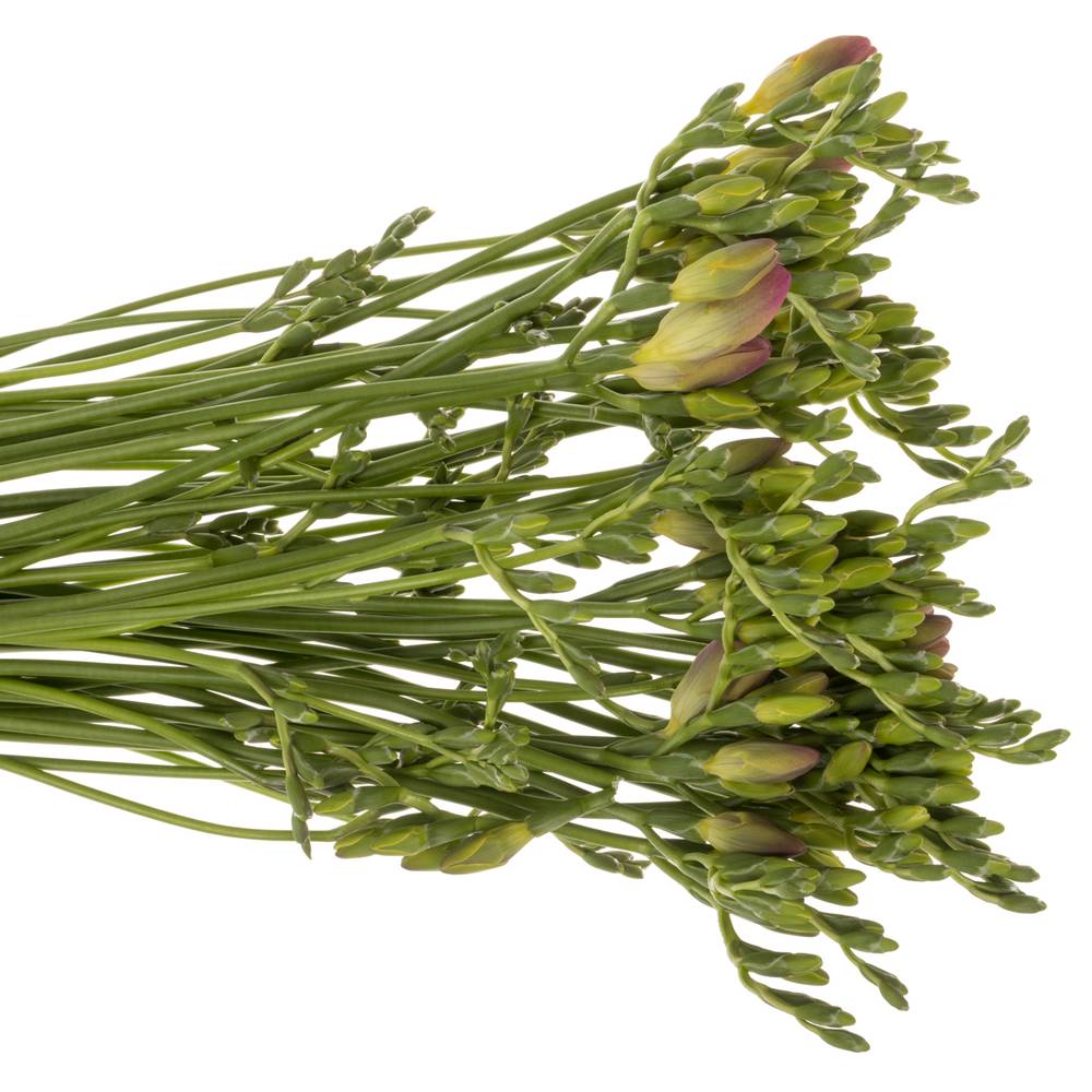 Freesie rosa Temptation 24 Gramm