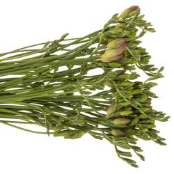 Freesie rosa Temptation 24 Gramm