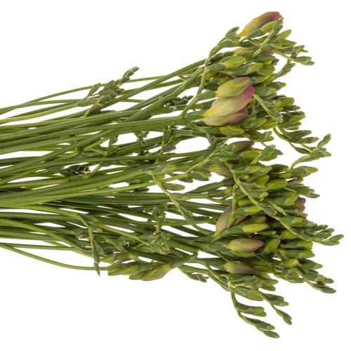 Freesie rosa Temptation 24 Gramm