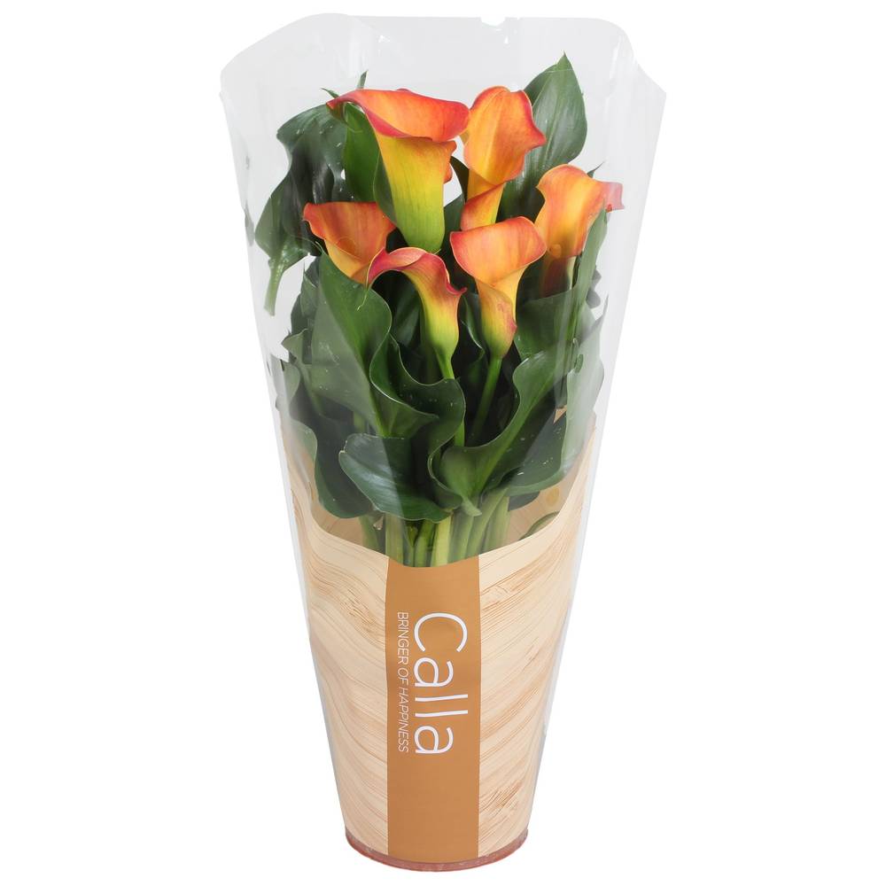 Calla orange 4+ T13 H045