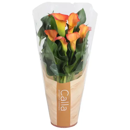 Calla orange 4+ T13 H045