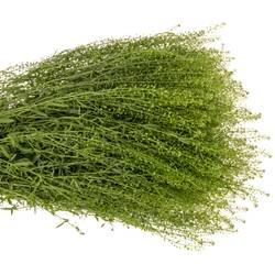 Thlaspi grün Green Bell 38Gramm 80cm