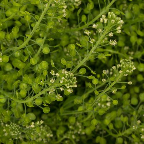 Thlaspi grün Green Bell 38Gramm 80cm