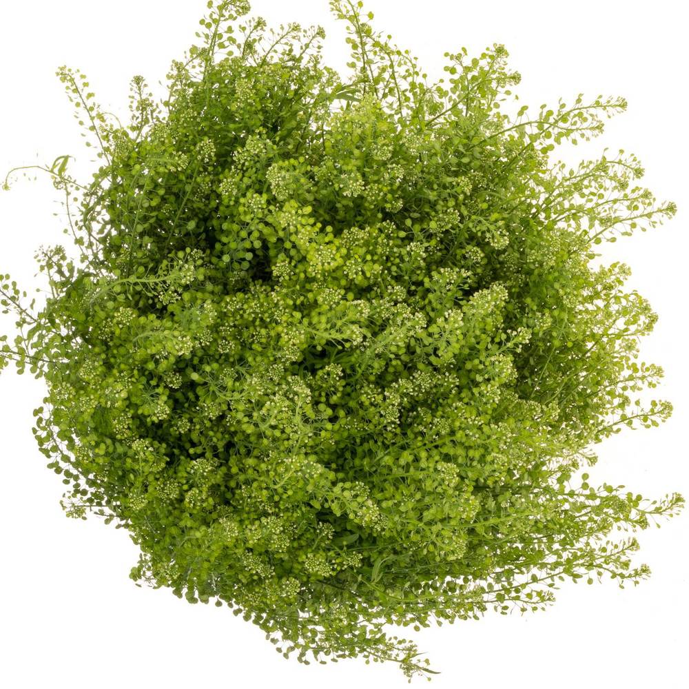 Thlaspi grün Green Bell 38Gramm 80cm