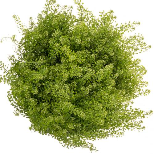 Thlaspi grün Green Bell 38Gramm 80cm