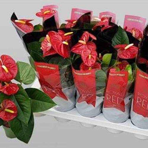 Anthurium Royal rot Schnapchen Von 