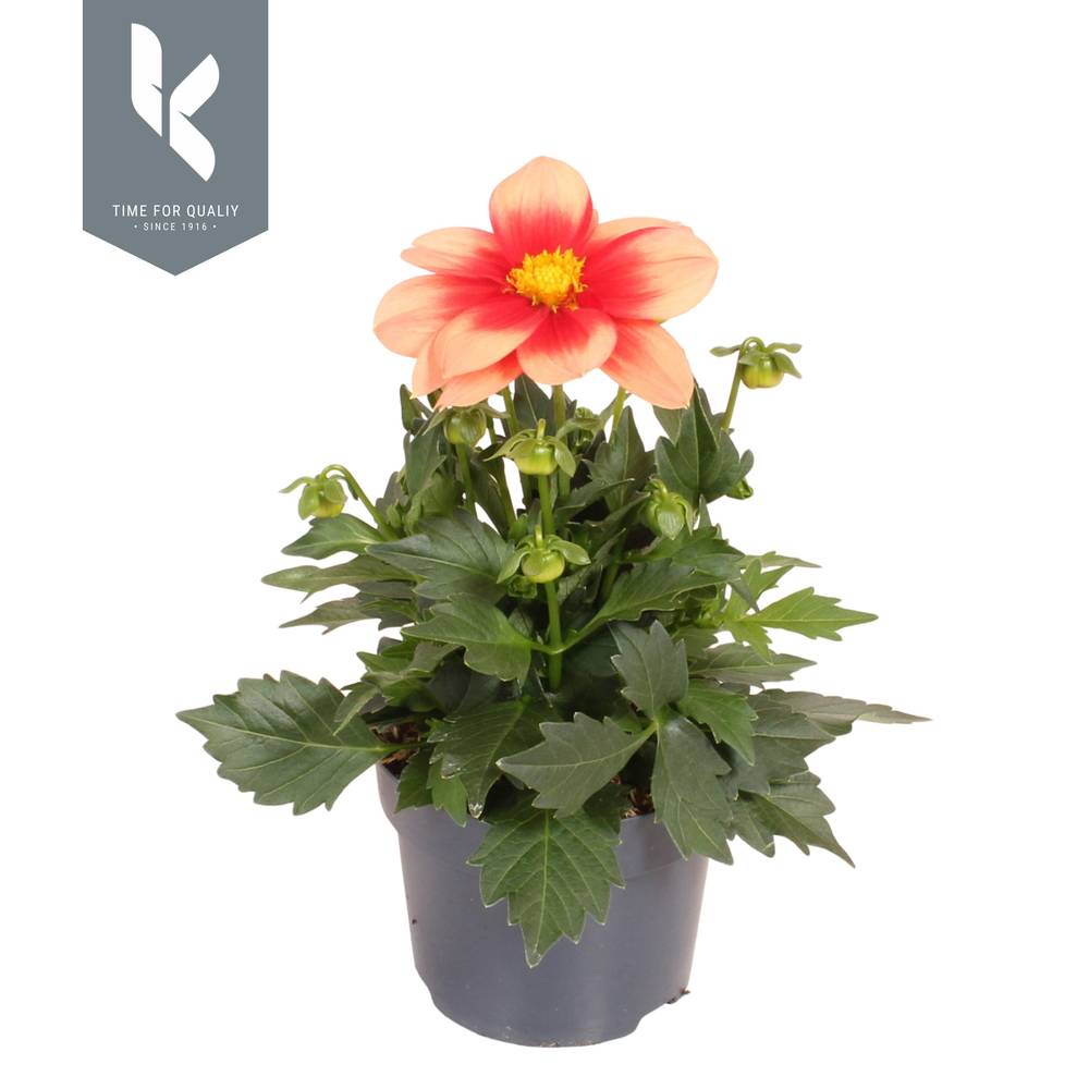 Dahlia lachs Bicolor Salmon Summerbees T12 H025