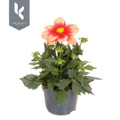 Dahlia lachs Bicolor Salmon Summerbees T12 H025