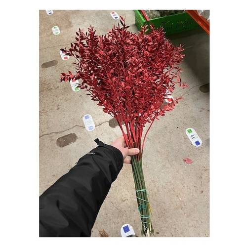 Wilder Ruskus rot gefärbt 65cm