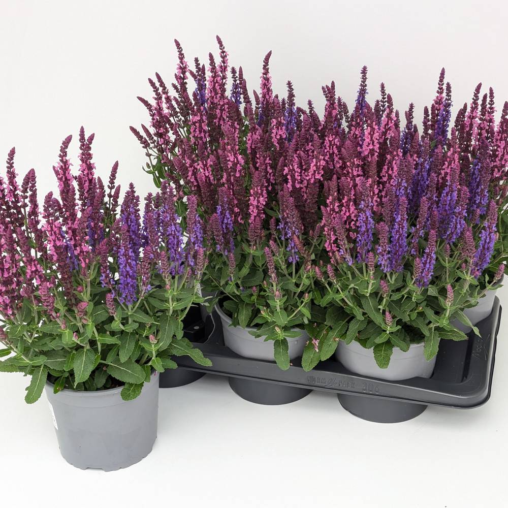 Salvia rosa/lila Sensation Duo T17 H050