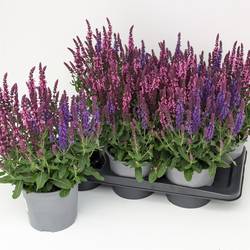Salvia rosa/lila Sensation Duo T17 H050