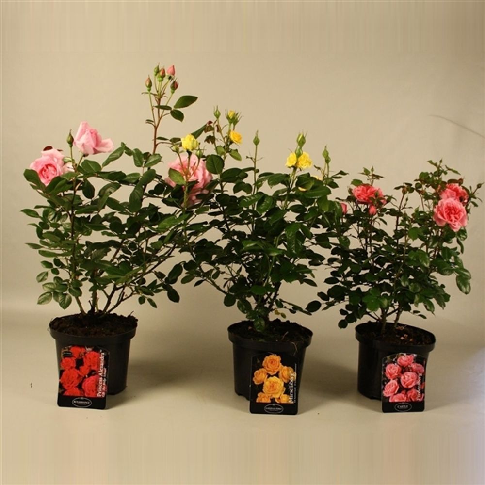 rosa Strauch mix T23 H50