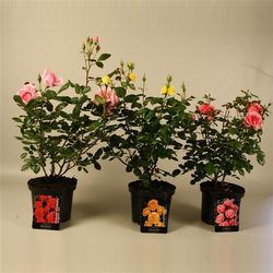 rosa Strauch mix T23 H50