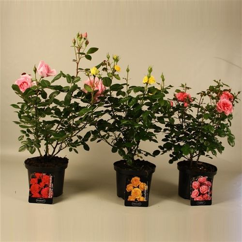 rosa Strauch mix T23 H50