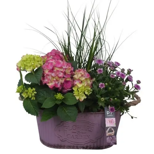 Garten.Arr PTSO6003 T28 H050