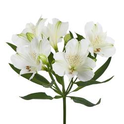 Alstroemerie weiss Mistral 75 Gramm 75cm