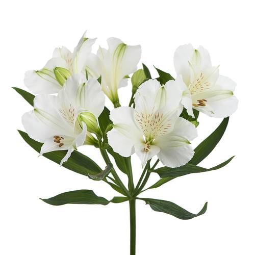 Alstroemerie weiss Mistral 75 Gramm 75cm