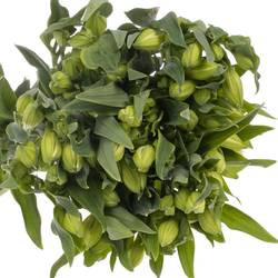 Alstroemerie weiss Mistral 75 Gramm 75cm