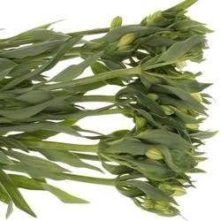 Alstroemerie weiss Mistral 75 Gramm 75cm