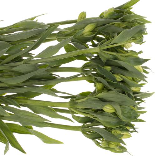 Alstroemerie weiss Mistral 75 Gramm 75cm