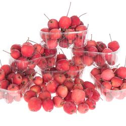 Äpfel Malus rot Klein im Karton