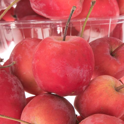 Äpfel Malus rot Klein im Karton