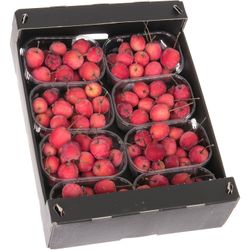 Äpfel Malus rot Klein im Karton
