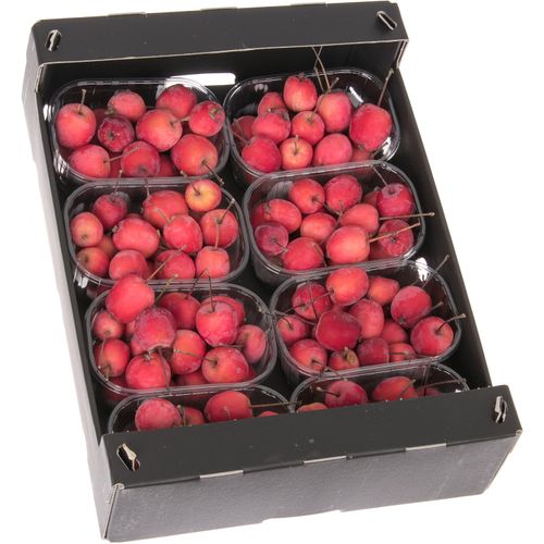 Äpfel Malus rot Klein im Karton