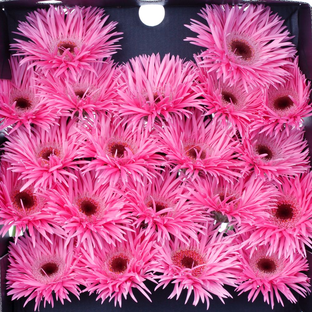 Germini rosa Spin Bouquet