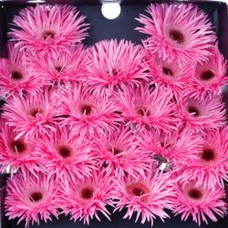 Germini rosa Spin Bouquet