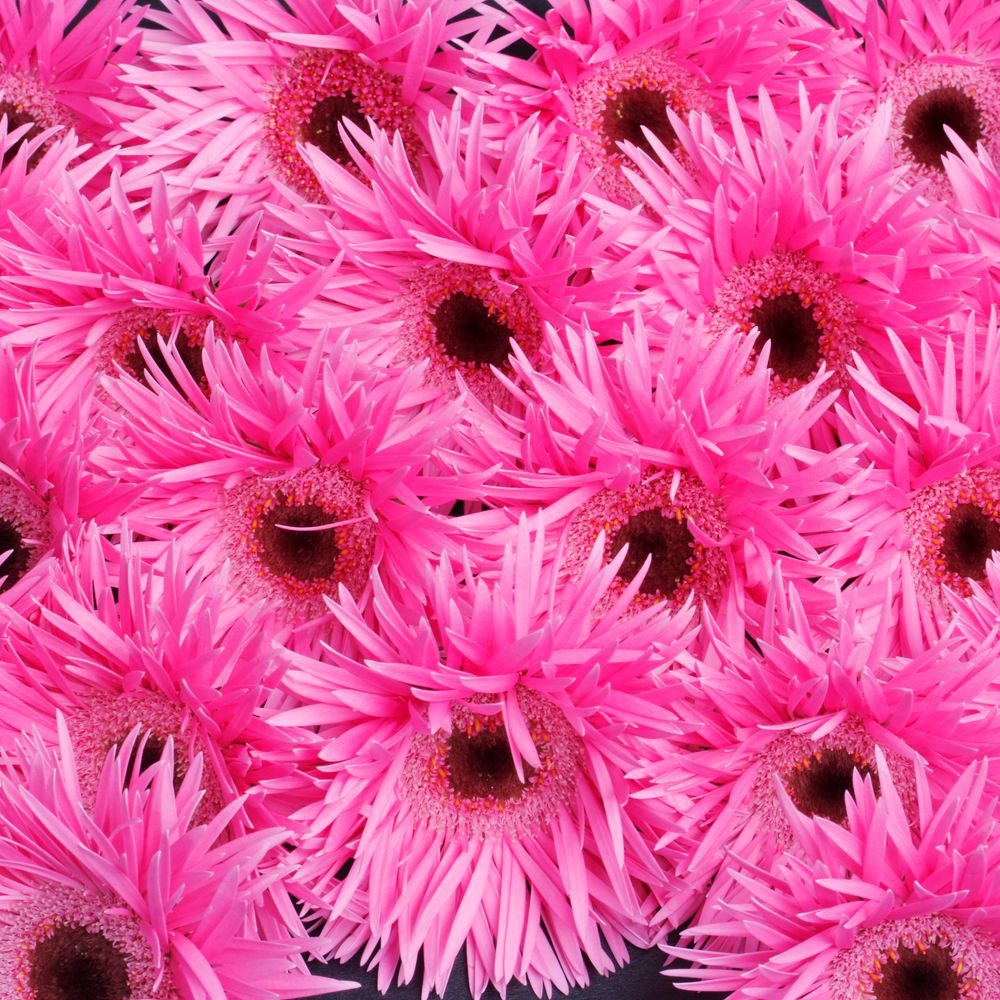 Germini rosa Spin Bouquet