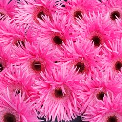 Germini rosa Spin Bouquet