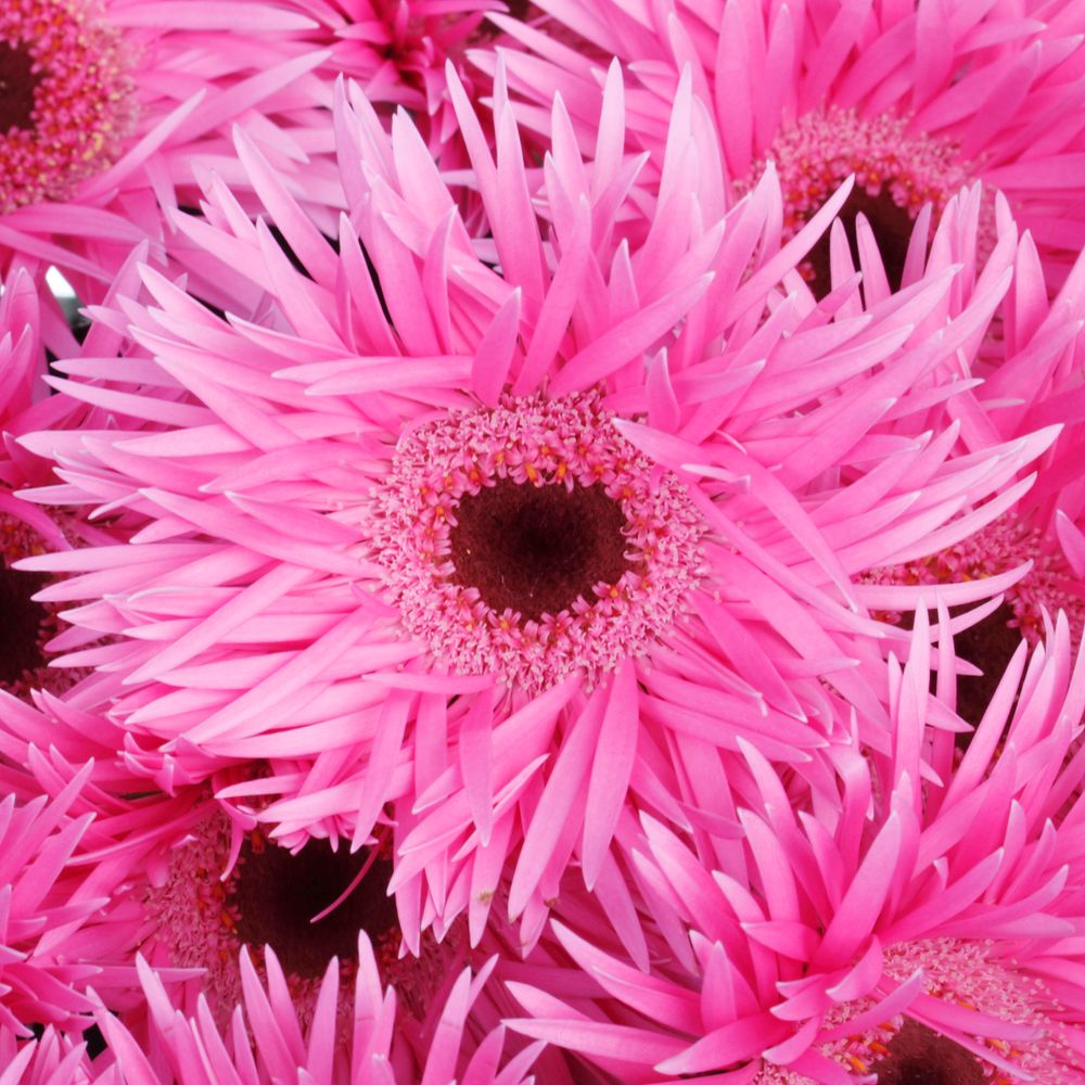 Germini rosa Spin Bouquet