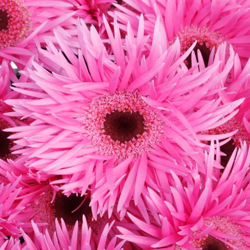 Germini rosa Spin Bouquet