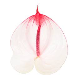 Anthurium weiss/rot Cumbia 13cm
