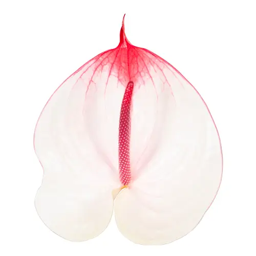 Anthurium weiss/rot Cumbia 13cm